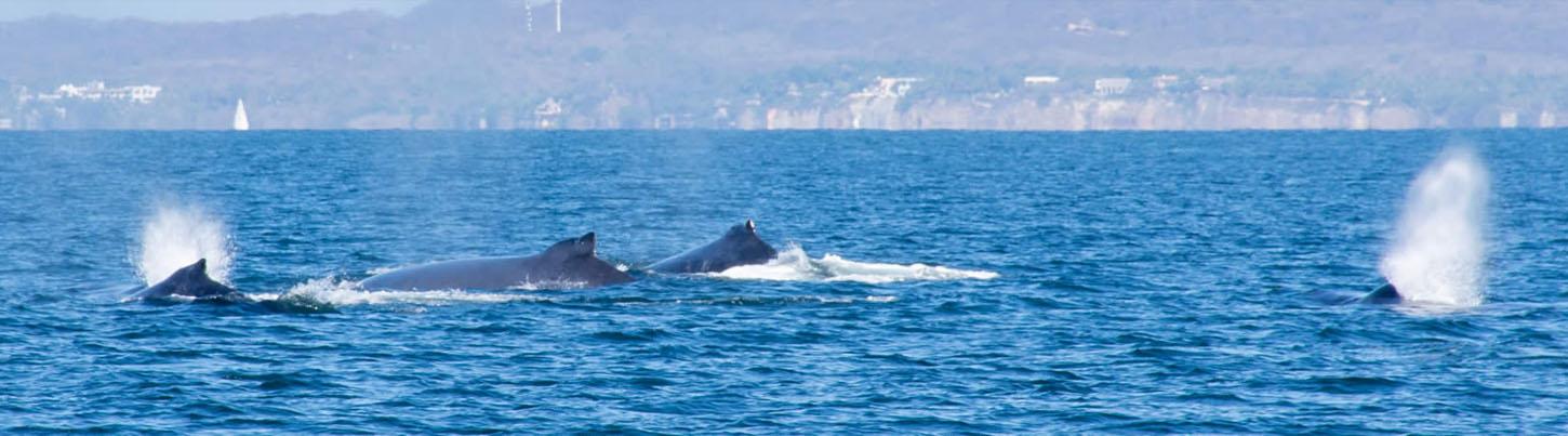 Avistamiento de Ballenas Exprés en Bahía de Banderas & Excursión en Velero 6