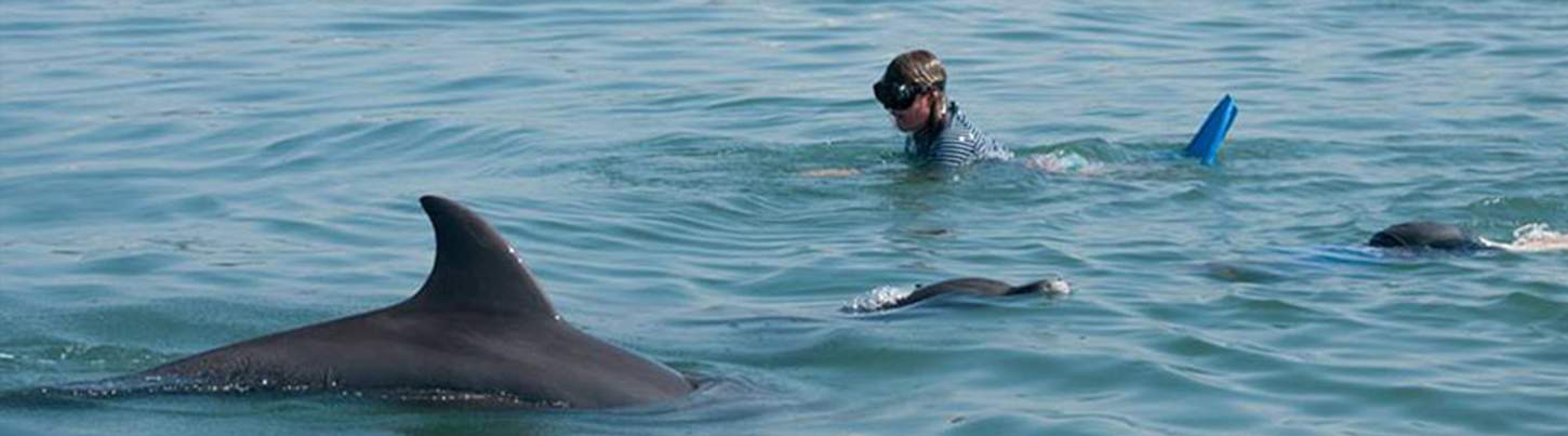 Nado con Delfines Salvajes & Excursión de Snorkel en la Bahía de Banderas 4
