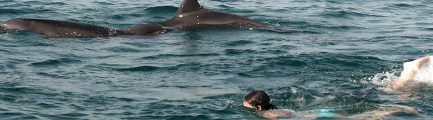 Nado con Delfines Salvajes & Excursión de Snorkel en la Bahía de Banderas 5