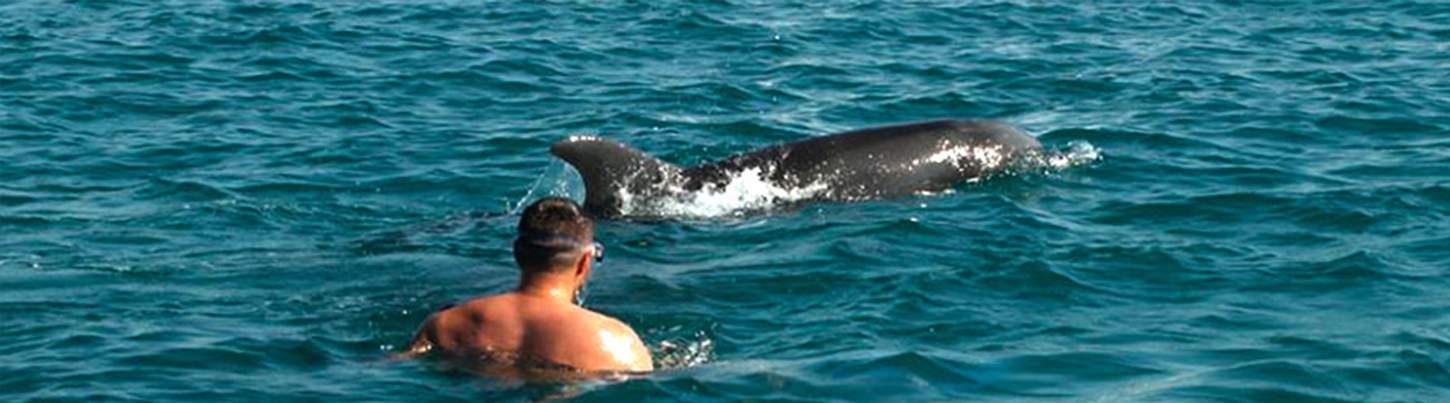Nado con Delfines Salvajes & Excursión de Snorkel en la Bahía de Banderas 7
