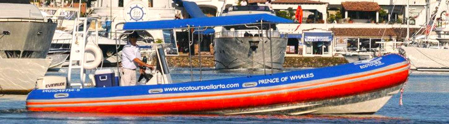 Nado con Delfines Salvajes & Excursión de Snorkel en la Bahía de Banderas 8