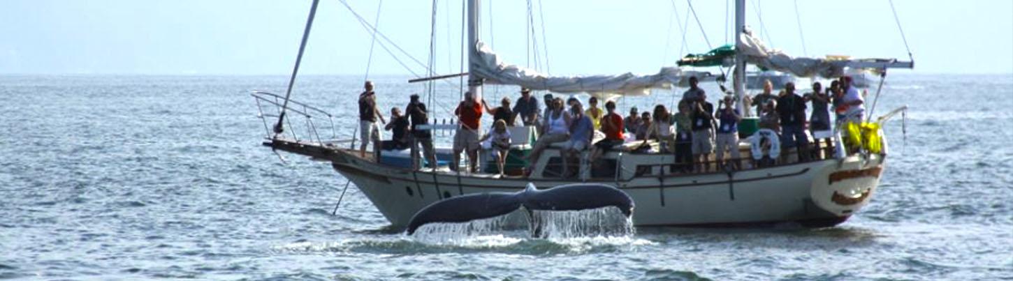 Velero a Marietas & Avistamiento de Ballenas en Puerto Vallarta 2