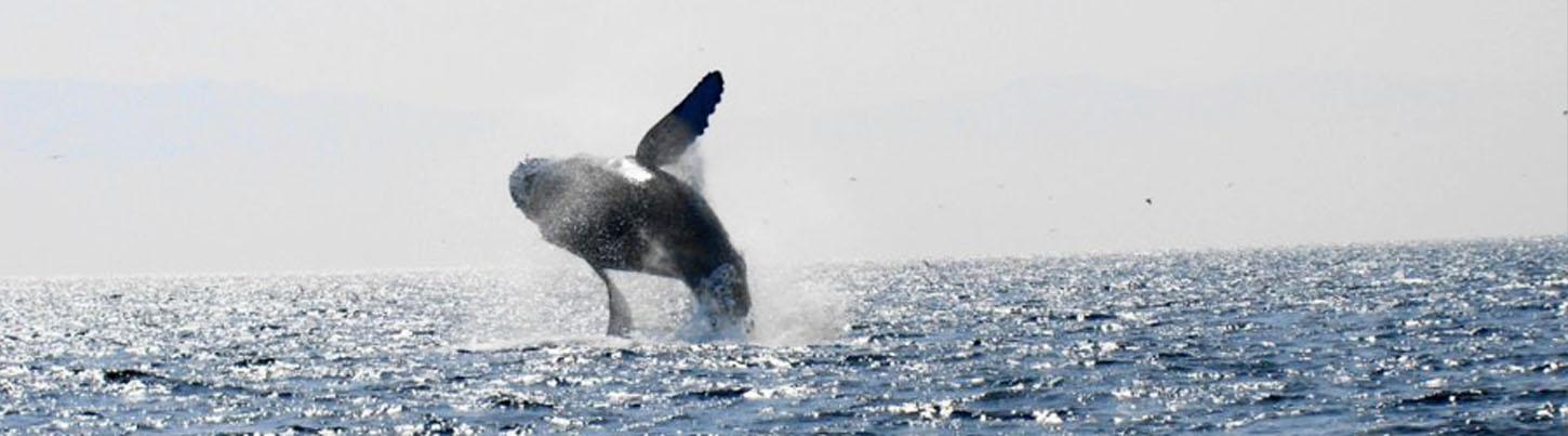 Velero a Marietas & Avistamiento de Ballenas en Puerto Vallarta 7