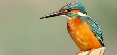 Avistamiento de Aves en el Río Ameca en Bahía de Banderas
