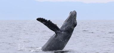Avistamiento de Ballenas & Aventura con Delfines Salvajes