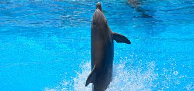 Entrenador de Delfines Por Un Día en Puerto Vallarta